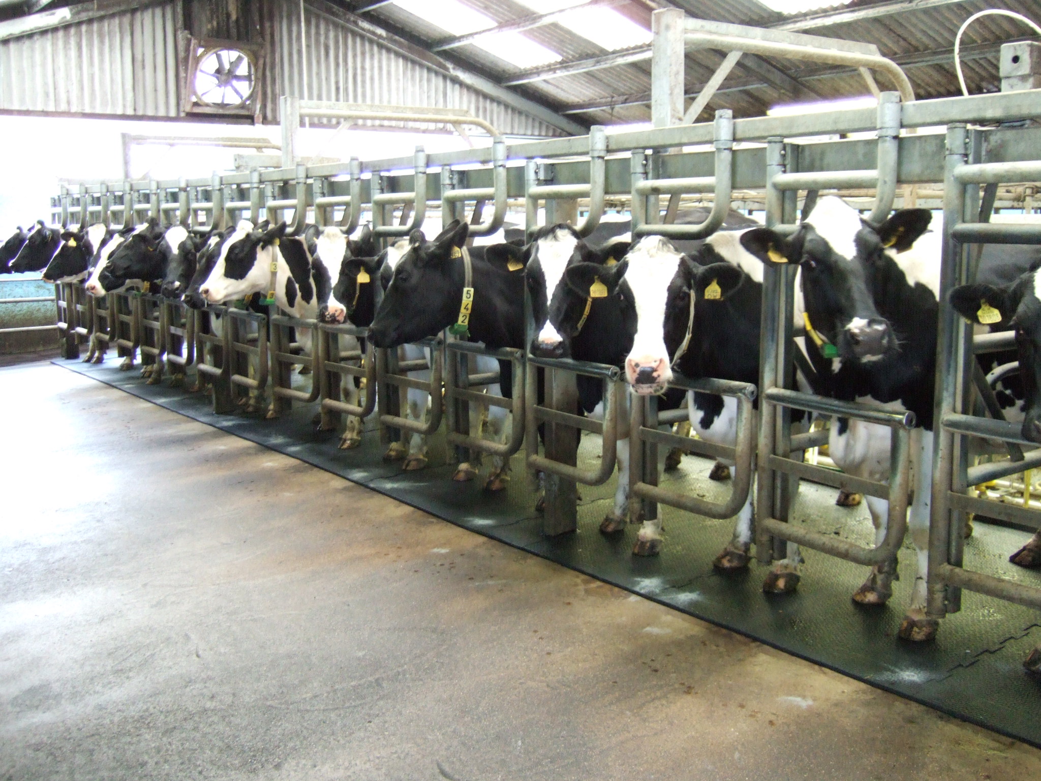 Housing dairy cattle is a vast topic with different options-Healthy Feet